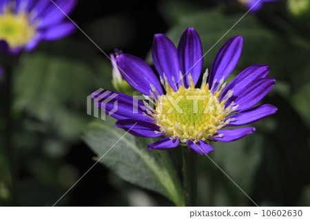 Miyako Washer Flower 10602630