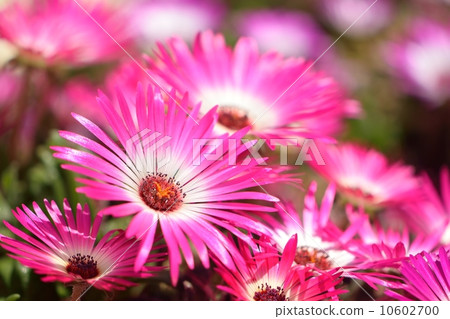 Close-up of Livingstone Daisy filled with spring light 10602700