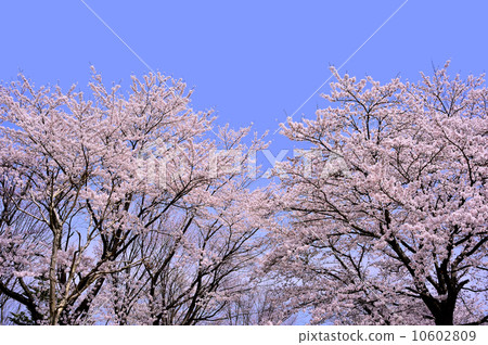 櫻桃樹 櫻桃樹 10602809