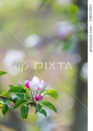 Himerolingo Seasonal Flower Material 10602902