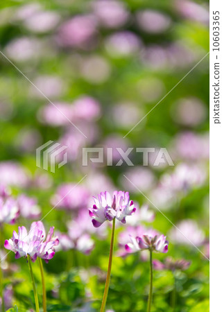 Renge field season flowers photo material 10603365