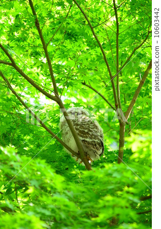 一隻有巢的貓頭鷹♪ 10603442
