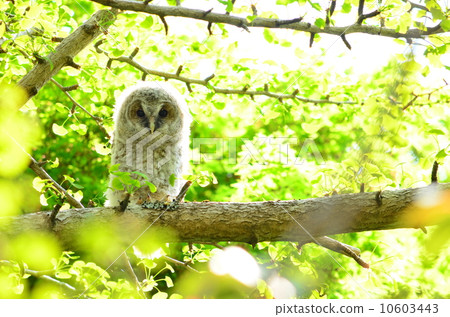 一隻有巢的貓頭鷹♪ 一隻有巢的貓頭鷹♪ 10603443