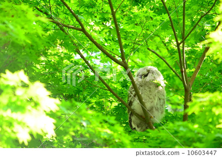 An owl with a nest ♪ 10603447