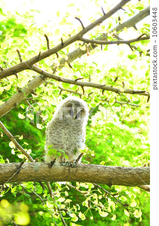 An owl with a nest ♪ 10603448