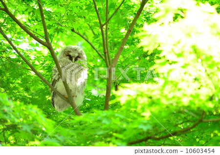 An owl with a nest ♪ 10603454