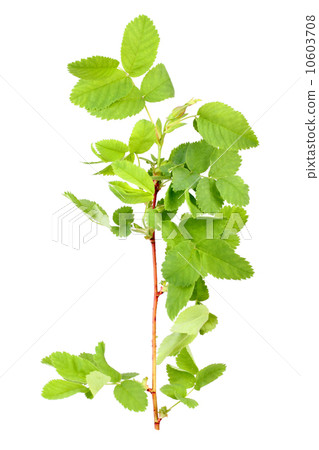 Branch with bud and green leaf 10603708