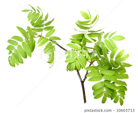 Branch of rowan wgreen leaf 10603713