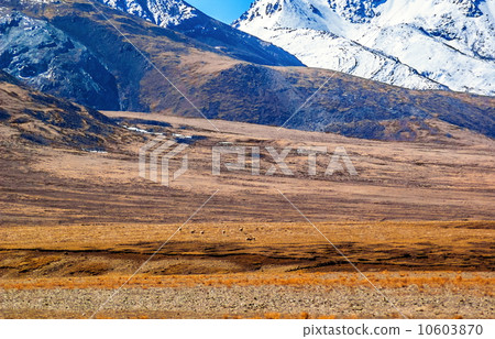 Tibet scene- Tibetan gazelles (Procapra picticaudata)-plateau wild animals 10603870