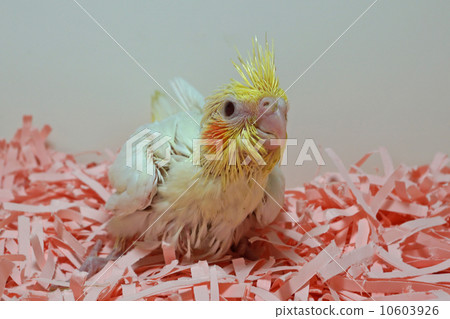 Cockatiel Rucinova 10603926