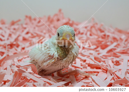 Fumigator's chick 10603927