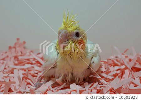 Cockatiel Rucinova Cockatiel Rucinova 10603928