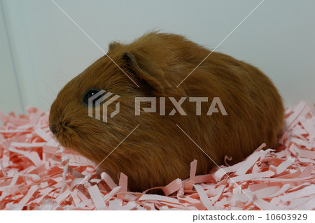 豚鼠 10603929