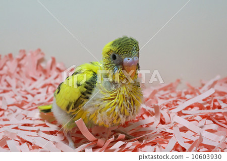 Sekisei長尾小鸚鵡 10603930