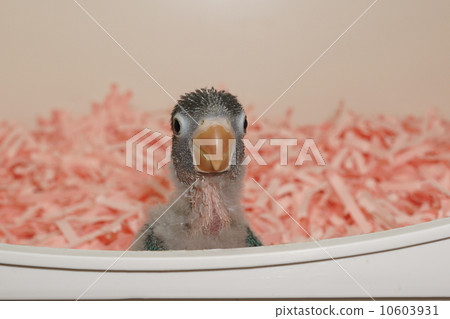 按鈕parake小雞（藍色按鈕） 10603931