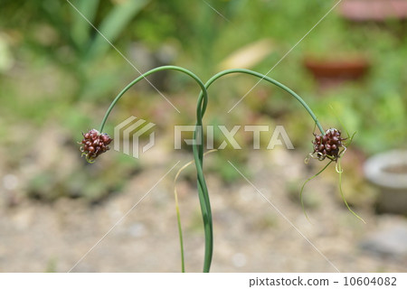 線對稱小說 線對稱小說 10604082