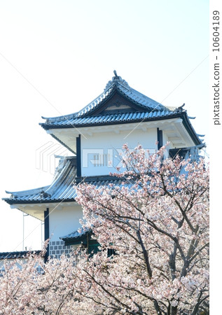 春天的金澤城[垂直] 10604189