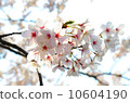 Sakura [Horizontal] 10604190