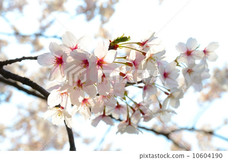 Sakura [Horizontal] 10604190