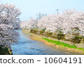 Cherry blossoms in full bloom on the riverbank [side] 10604191
