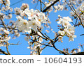 Sakura [Horizontal] 10604193