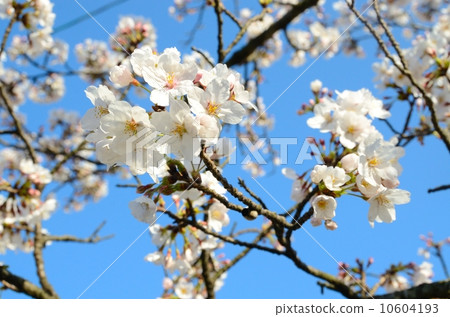 Sakura [Horizontal] 10604193
