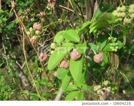 Akebi Akebi 10604228