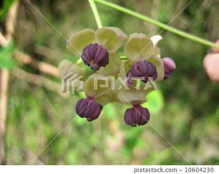 Male flower Akebi Male flower Akebi 10604230