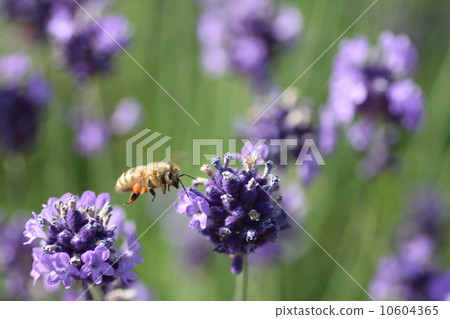 薰衣草和蜜蜂 薰衣草和蜜蜂 10604365