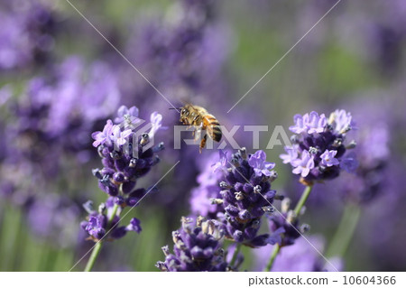 Lavender and honey bee Lavender and honey bee 10604366