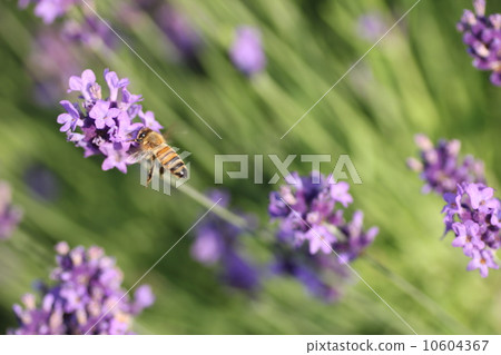 薰衣草和蜜蜂 薰衣草和蜜蜂 10604367