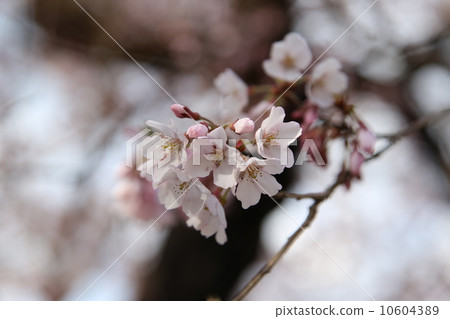 櫻花（3） 10604389