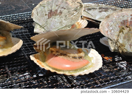 Scallop  10604429