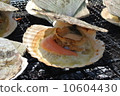 扇貝 10604430