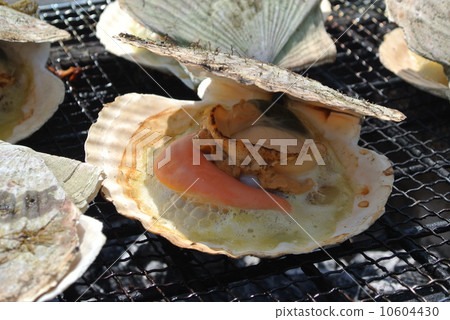 扇貝 10604430