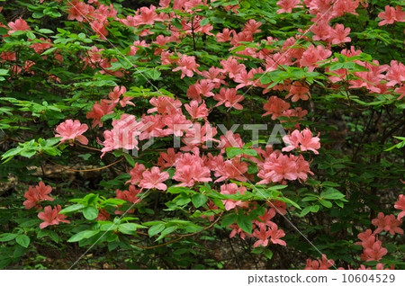 大和杜鵑花 10604529