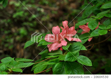 Yamato azalea 10604530