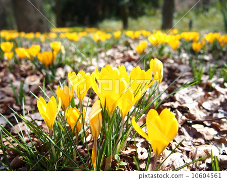 Spring coming Spring coming 10604561