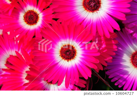 利文斯通雛菊 利文斯通雛菊 10604727
