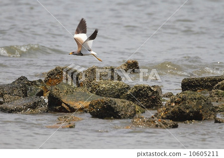 科力飛行(灰頭田鳧) 科力飛行(灰頭田鳧) 10605211
