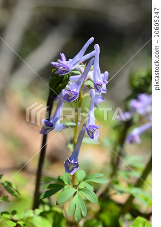 Yamengosaku Yamengosaku 10605247