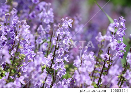 Tatsuna味噌花 Tatsuna味噌花 10605324