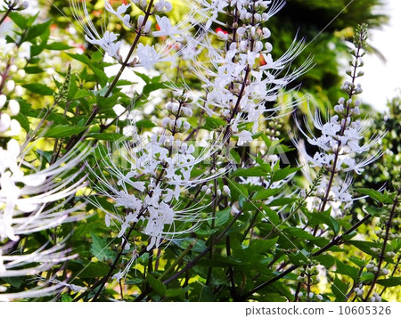 貓的鬍子朵朵白花 貓的鬍子朵朵白花 10605326