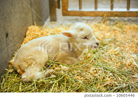 A childish goat 10605446