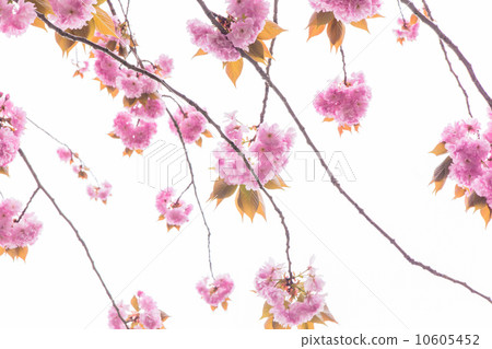 十二朵櫻花盛開 10605452