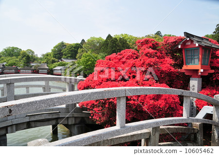 霧島杜鵑花 10605462