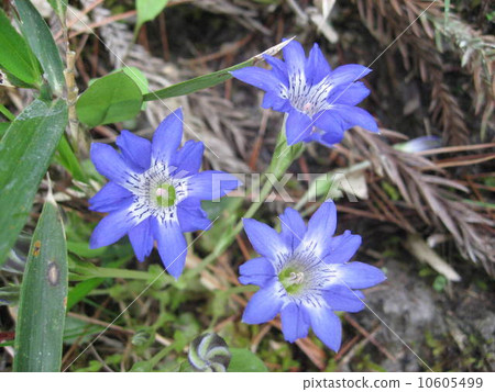 Haru Rindow 10605499