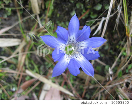 Haru Rindow 10605500