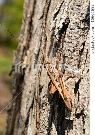 春季蝗蟲♪ 10605658