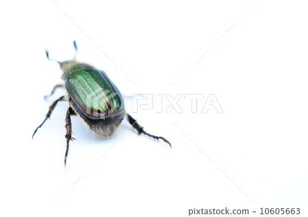 平田的藍甲蟲逃跑了♪ 10605663